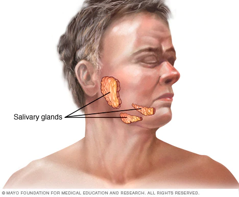 A Look at the Symptoms of Swollen Glandular Glands to grow