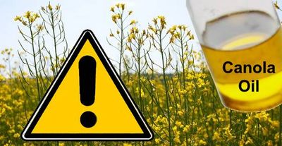 Is Canola Oil Dangerous For Your Health? foods that