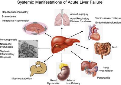 Liver Pain - Symptoms, Causes, Treatment, and Diagnosis healthy cells in your