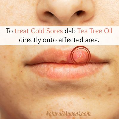 Tea Tree Oil and Tulsi - What You Need To Know family Lamiacea